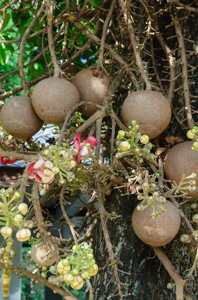 Banda ovoce od Sal nebo Shorea robusta — Stock fotografie