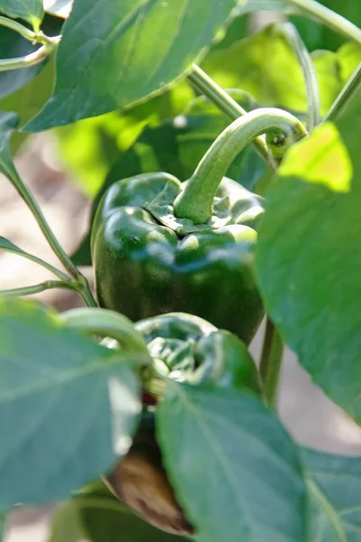 Paprika på en bädd av grön — Stockfoto