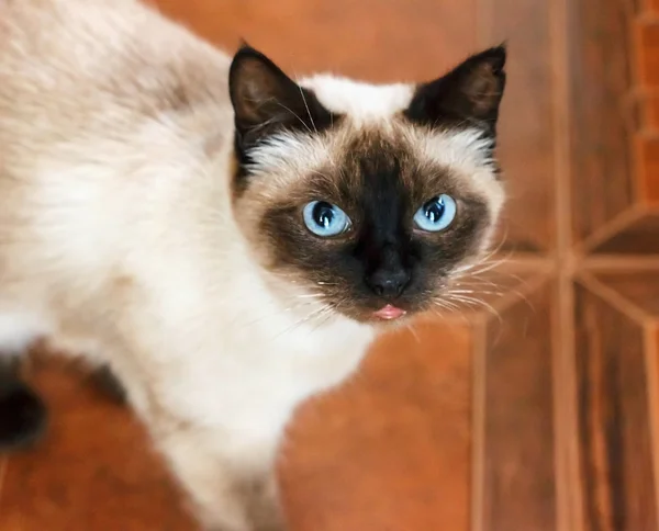 Σιαμέζα γάτα με μπλε μάτια, κοιτάζοντας — Φωτογραφία Αρχείου