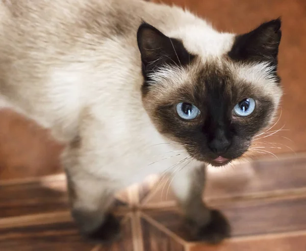Сиамская кошка с голубыми глазами, смотрит — стоковое фото