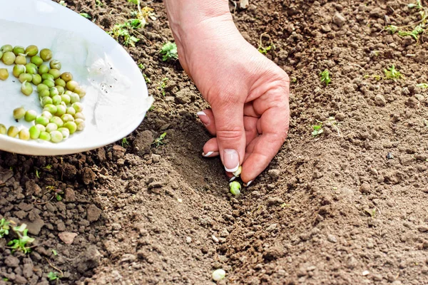 El kadın yere bahçede dikim tohum, tohumlar Bahçe plastik bir kabın içinde eller
