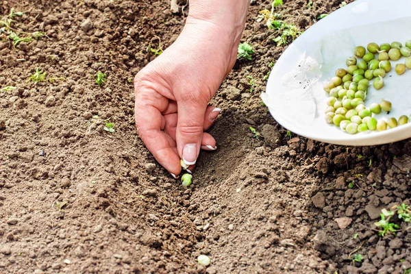 Mulher Mão Plantando Sementes Jardim Chão Mãos Segurar Sementes Uma — Fotografia de Stock
