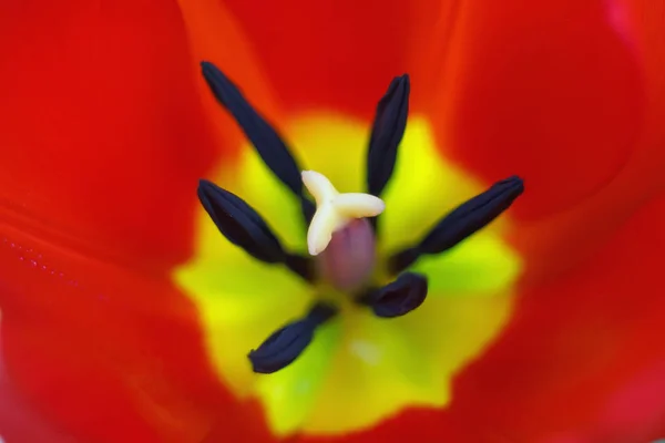 Tulipán flor primer plano, borrosa, tulipán fondo de primavera floral . — Foto de Stock