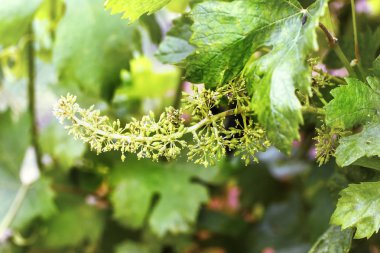  Genç yeşil üzüm demet, erken sprin genç bir ağaçta