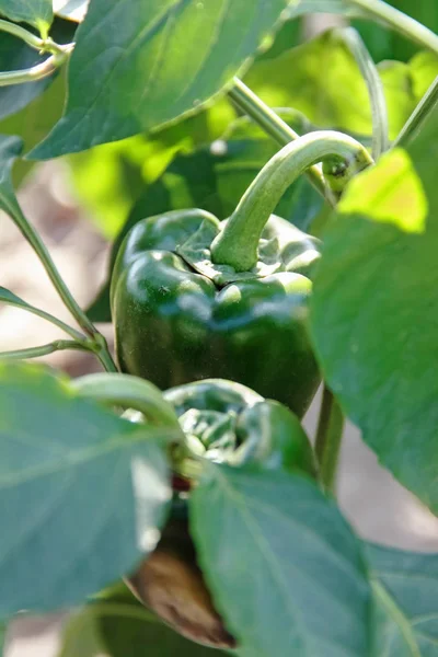 Pimientos Sobre Una Cama Color Verde —  Fotos de Stock