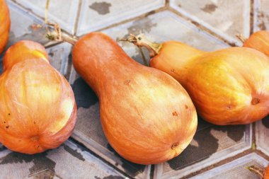 Kabak olgun sulu, yerde yatan, hasat