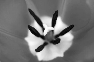 Lale çiçek yakın çekim, bulanık, Lale çiçek bahar arka plan. 