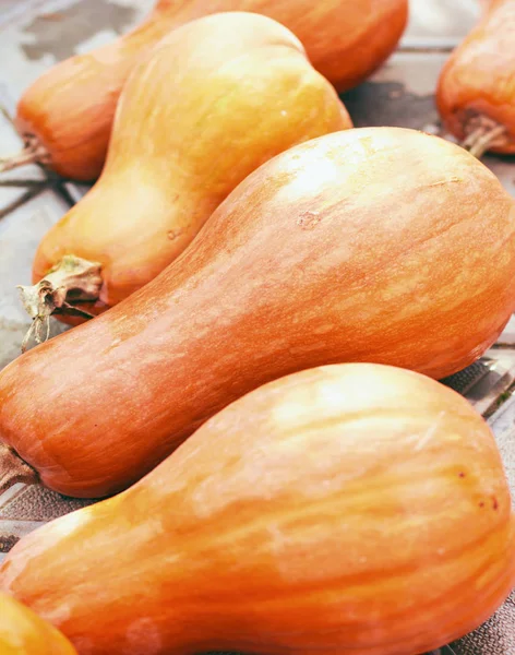 Calabaza Madura Jugosa Tendida Suelo Cosechando —  Fotos de Stock