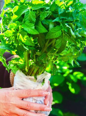 Kadın çiftçiler Holding'in elinde domates fidesi