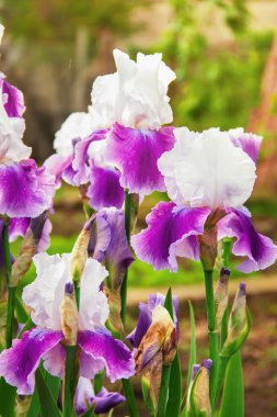 Iris çiçekler, güzel bahar çiçek parlak bir renk