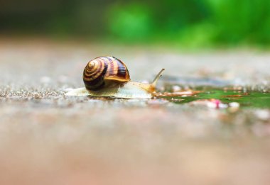 Islak asfalt üzerinde sürünerek salyangoz,  