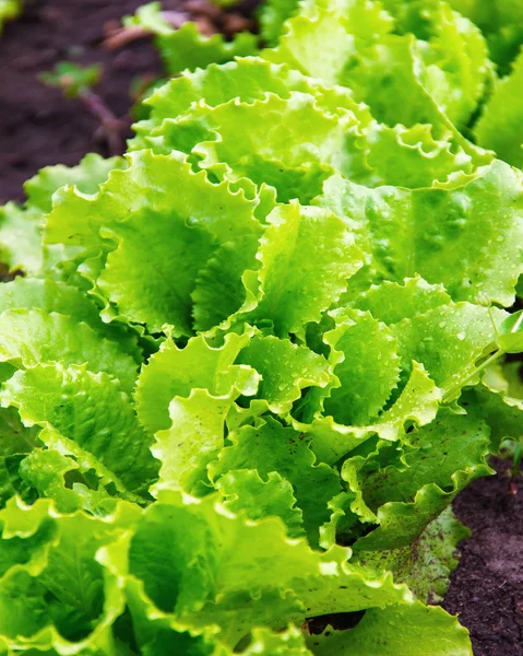 Зеленый салат оставляет кровати в саду — стоковое фото