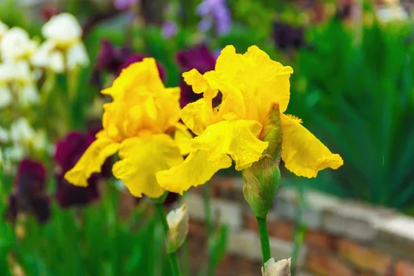 Iris virágok, egy szép tavaszi virág világos színű — Stock Fotó