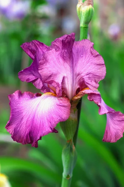 Iris flowers, a beautiful spring flower bright color Stock Picture