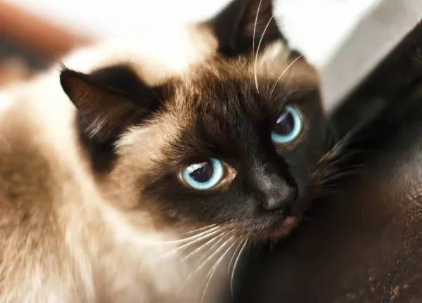 Siamkatze mit blauen Augen, die direkt hinsieht — Stockfoto