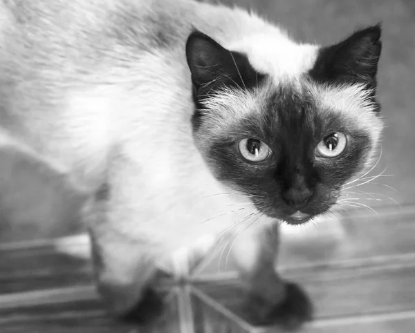 Siamese katt med blå ögon, ser — Stockfoto