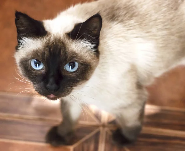 Сиамская кошка с голубыми глазами, смотрит — стоковое фото
