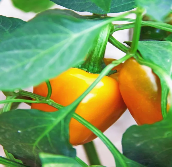 Paprika op een bedje van geel, oogsten van rijpe gewas — Stockfoto
