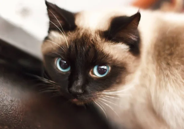 Сиамская кошка с голубыми глазами, смотрит прямо — стоковое фото