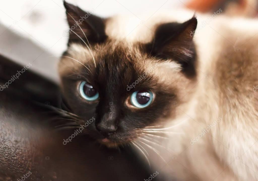 Gato siamés con ojos azules, mirando directamente 2023
