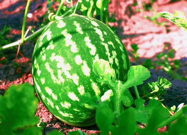 Vattenmelon i den trädgården ligger på marken — Stockfoto