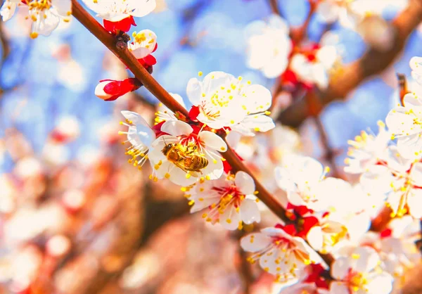 Bina pollinerar unga träd blommor i trädgården, biet samlar po — Stockfoto