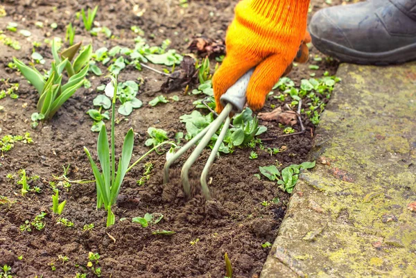 Hand female hoes weed in the garden, weeding grass, cleaning in — Stock Photo, Image