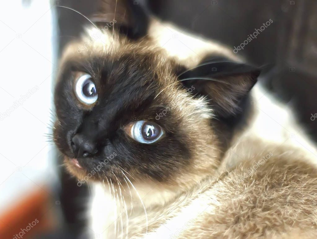 Siamese cat with blue eyes, looking directly  
