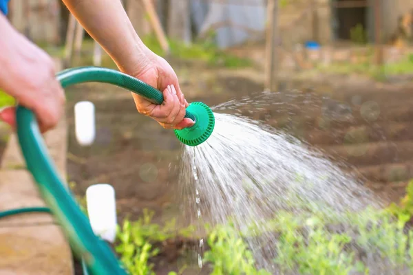 kadının ellerini sıcak s Bahçe Bitkileri sulama görünümünü