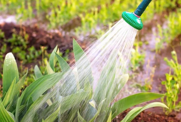 Rega de plantas de jardim, pragas de luta, em um dia quente de verão — Fotografia de Stock