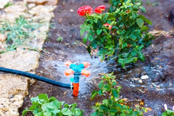 Aspersor Irrigação Por Gotejamento Jardim Horta Dia Quente Verão — Fotografia de Stock