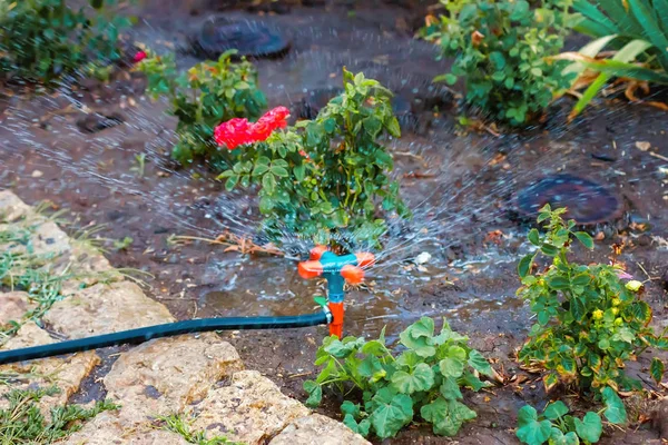 Irrigação por gotejamento do jardim e horta , — Fotografia de Stock