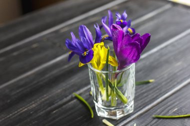 Çiğdemler, safran çok güzel bahar çiçekleri vardır. Bakım ve pl