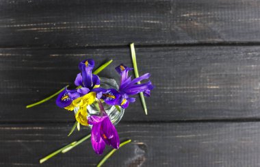 Çiğdemler, safran çok güzel bahar çiçekleri vardır. Bakım ve pl