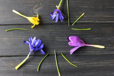 Çiğdemler, safran çok güzel bahar çiçekleri vardır. Bakım ve pl
