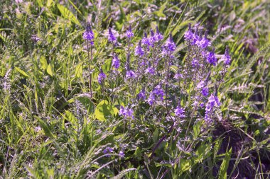 şifalı bitkiler kekik. Zavallı sindirim, th içinde şişlik ile iç