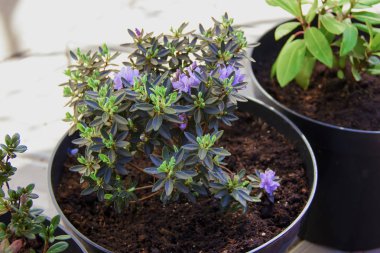   iç mekan bitkileri ve gübre nakli