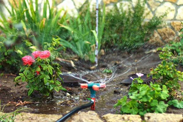 Irrigazione piante in giardino con giradischi. irrigazione di fl — Foto Stock