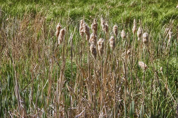 Belle herbe des marais, également connu sous le nom schoenoplectus, scirpes, — Photo