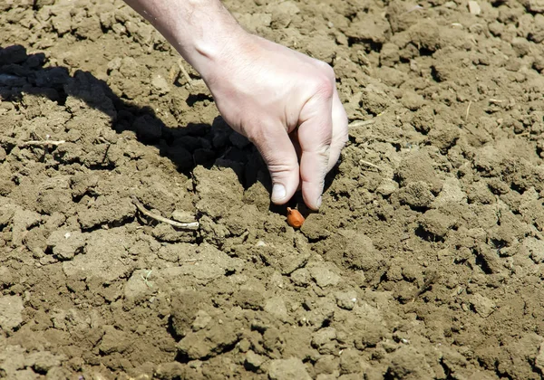 Piantagione di cipolle all'inizio della primavera. Le mani piantano una cipolla giovane — Foto Stock