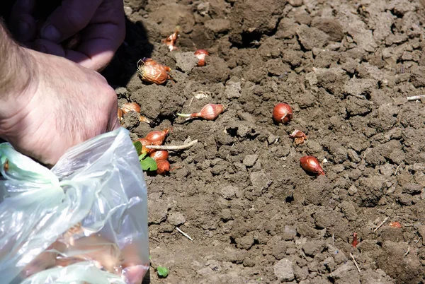 UI in het vroege voorjaar planten. Handen plant een jonge UI — Stockfoto