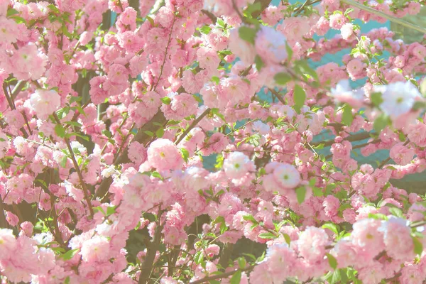 Mooie bloeiende struik van een ondiepe roze roos. lente — Stockfoto