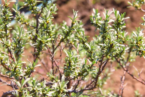 Cespuglio di olivello spinoso fiorente all'inizio della primavera — Foto Stock
