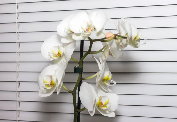Camera di orchidea bianca su una finestra su tendine bianche — Foto Stock