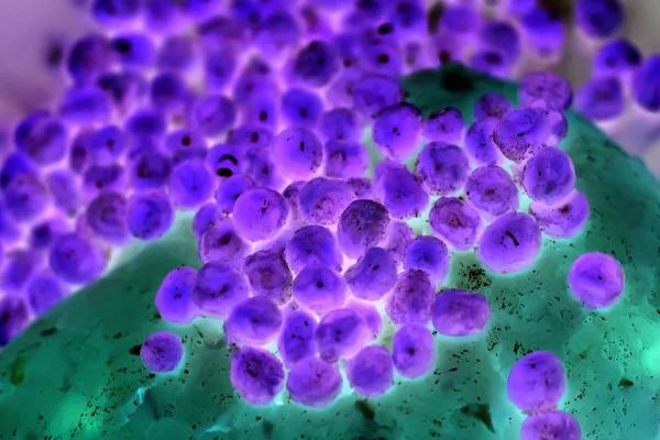 Bakterie nebo buňky pod mikroskopem, buňky virus pod — Stock fotografie
