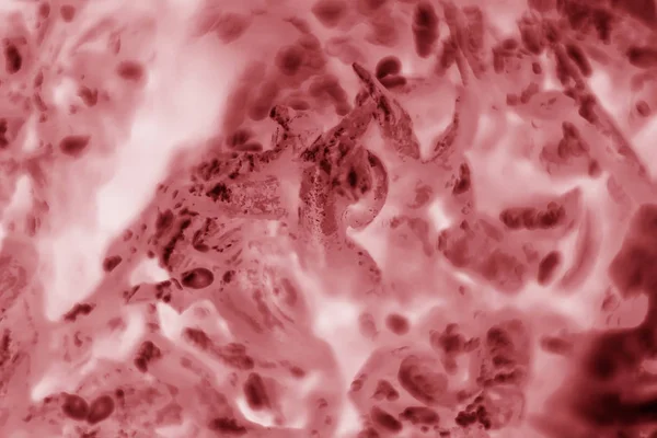 HeLa cellule tumorali del collo dell'utero macchiato con Coomassie Blue sotto un m — Foto Stock
