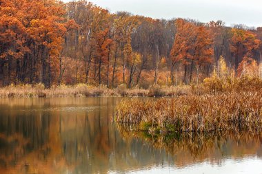Sonbahar gölü ve sonbaharda altın yapraklı ağaçlar. Düş Beau.