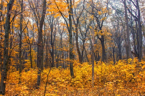 Herbstwald mit Bäumen mit goldenen Blättern im Herbst. Herbst wird — Stockfoto