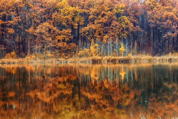 Lac d'automne avec des arbres aux feuilles dorées à l'automne. Fall Beau — Photo