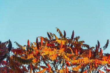 Sonbahar renkli parlak yapraklar Sonbaharda mavi bir gökyüzüne karşı